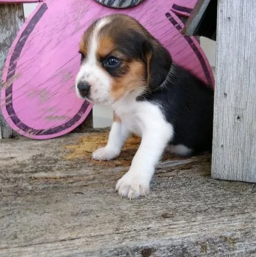 Penny - Beagle Puppy for Sale in New York City