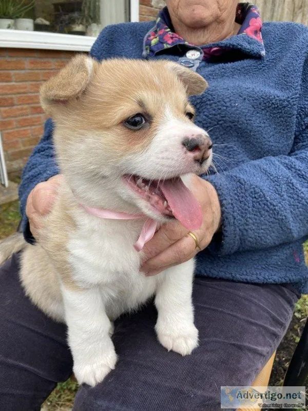 Beautiful AKC Registered Pembrokeshire Corgi Puppies