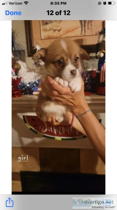 Reg. Pembroke Welch Corgi Pups