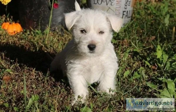 Stunning White West Highland Terrie Puppies For Sale.