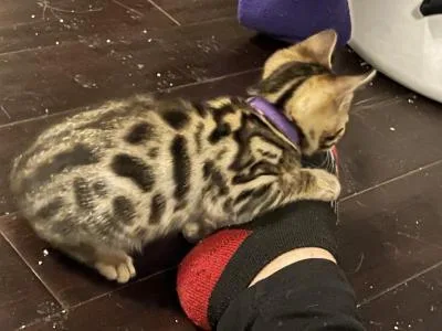 Bengal Kittens for family