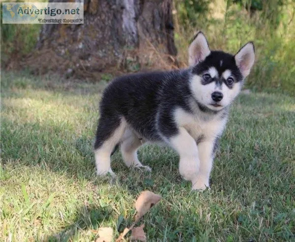 Exceptional Alaskan Malamute Puppies For Sale.