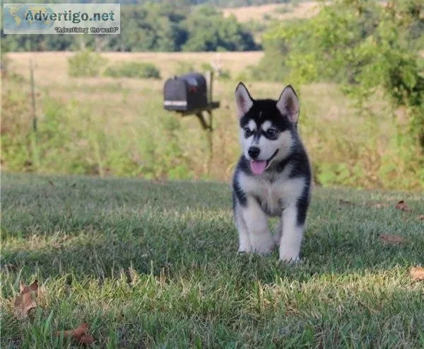 Alaskan Malamute Pups Now Ready