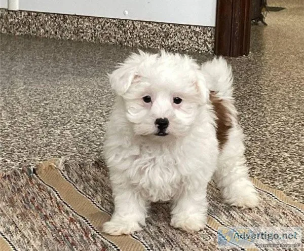 Gorgeous Coton De Tulear Pups Now Ready