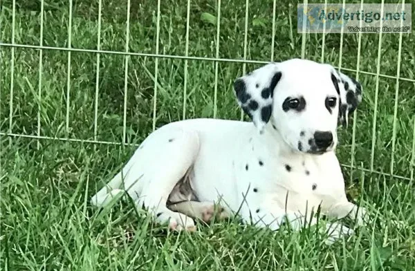Beautiful Spotted Dalmatian Pups For Sale.