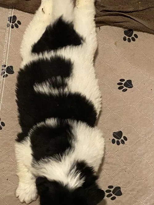 Black and white Newfoundland Puppies