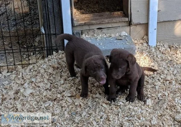 Chesapeake Bay Retriever Puppies For Sale
