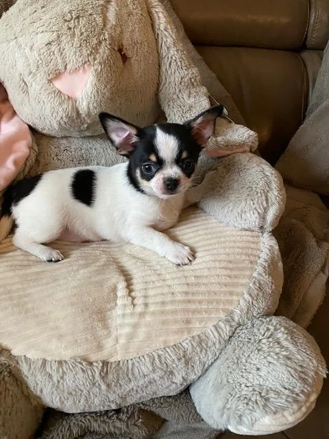 QUALITY HOMES ONLY1 Dog and 1 Bitch Left AKc Reg Chihuahua Puppi