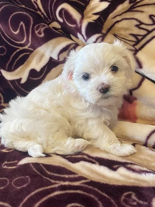Maltese puppies 2 girls ready to go now