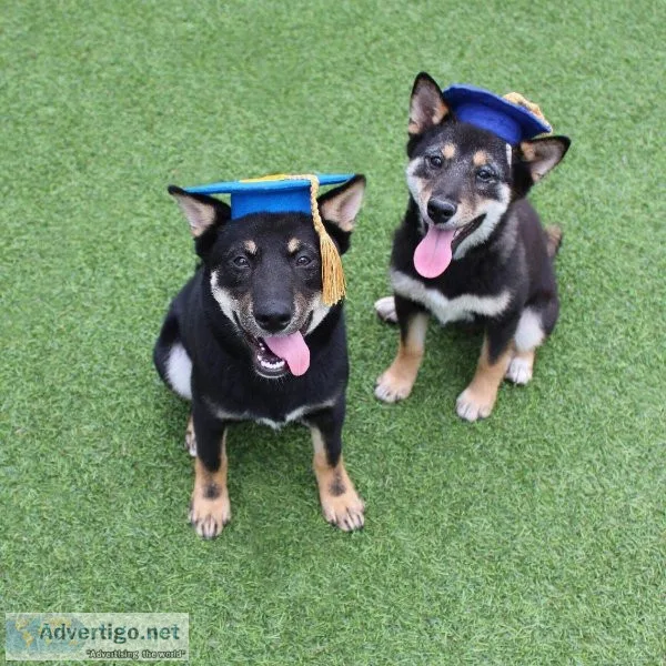 Develop Your Dog s natural Intelligence And Create well Behaved 