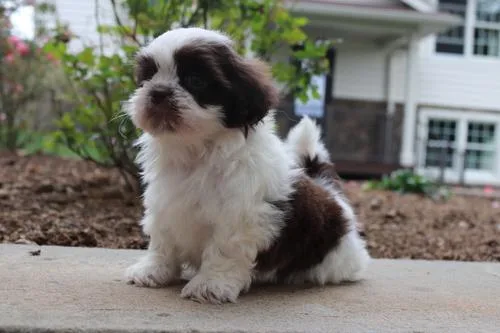 Two Shihtzu ready now