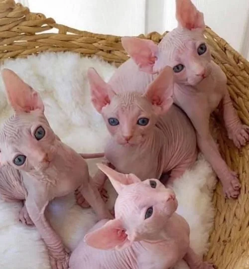Sphynx Kittens Available For Adoption