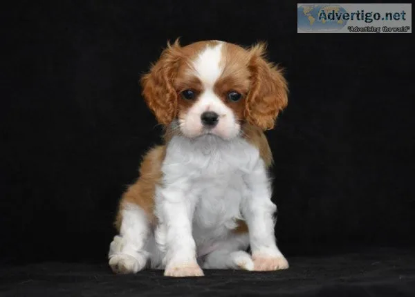 Cavalier King Charles spaniel puppies