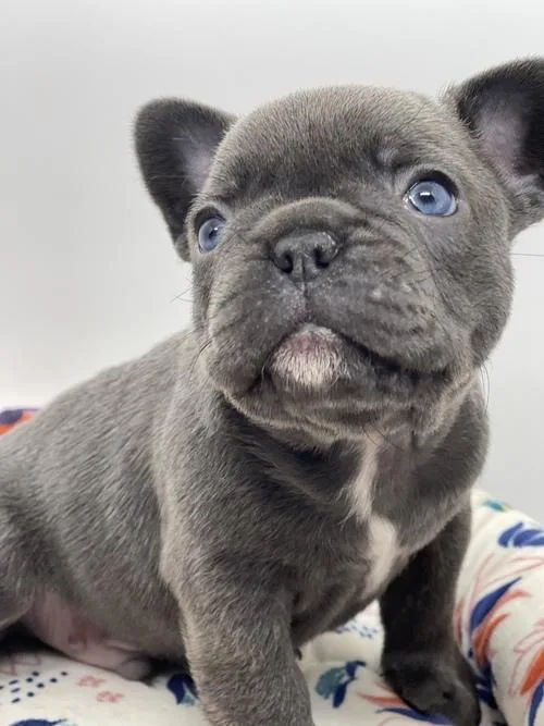 Born March .4 up to date on all his shots. Akc registeredFrech B