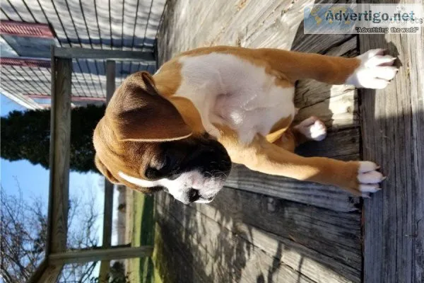 Cute Boxer Puppies Now Ready For Good Homes