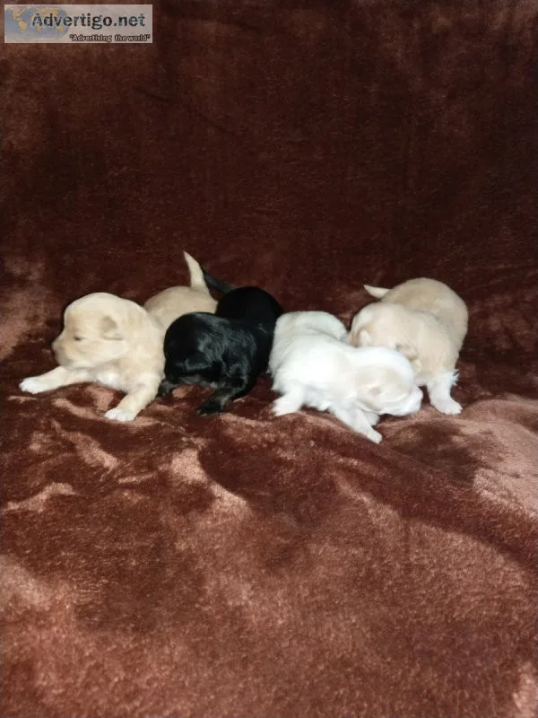 Beautiful Havanese Born 042822
