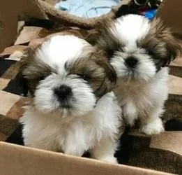 Super Adorable Shih Tzu Puppies