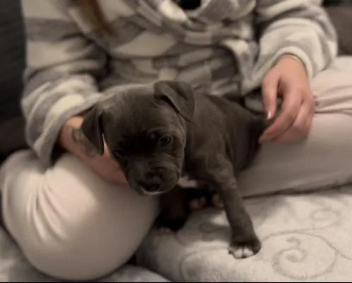 ONLY LOVING HOMES Staffordshire bull Terrier Puppies For Sale.