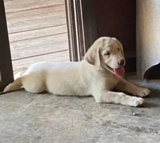Champion Lines Labrador Retrievers