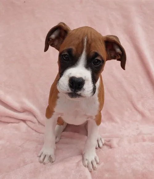 Ready Now stunning boxers