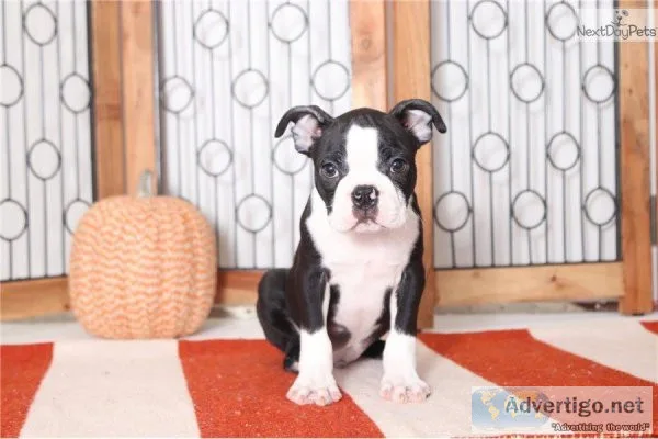 Healthy Energetic Tiny Boston Terrier Pups