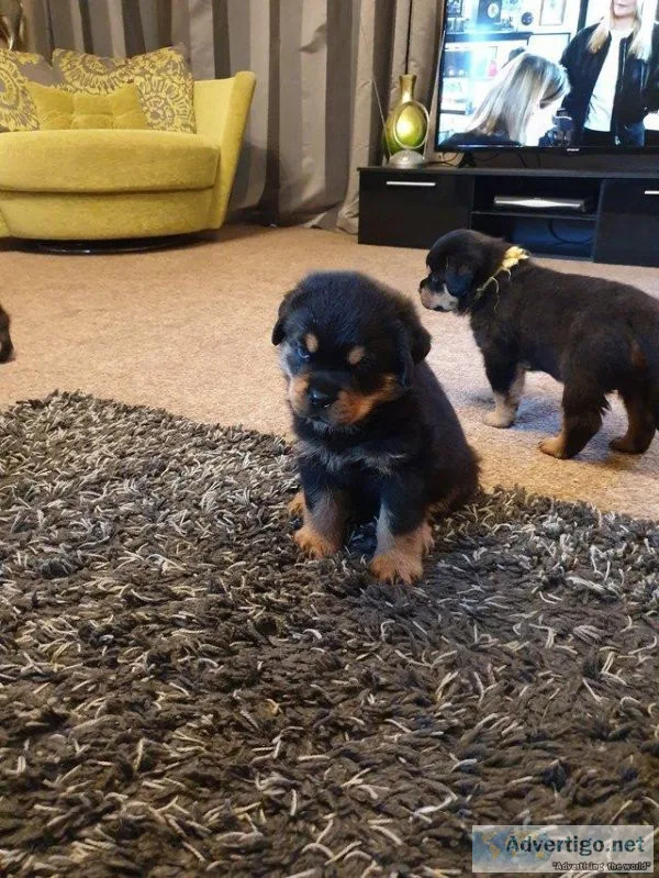 6 week old rottweiler male pups for sale