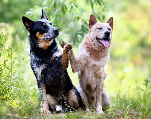 Easy Tip s To Train Your Dog