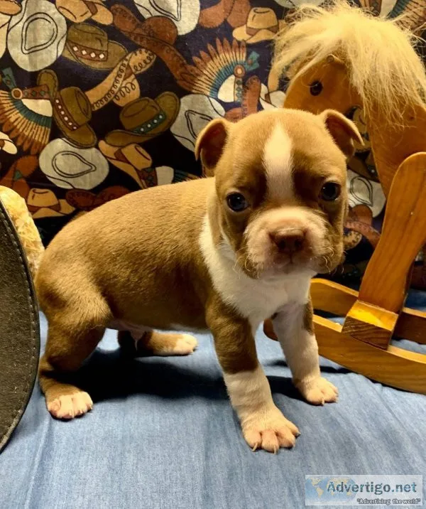 Bouncing Boston Terriers