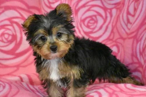 1 Girl and 2 Boys Yorkshire Terriers