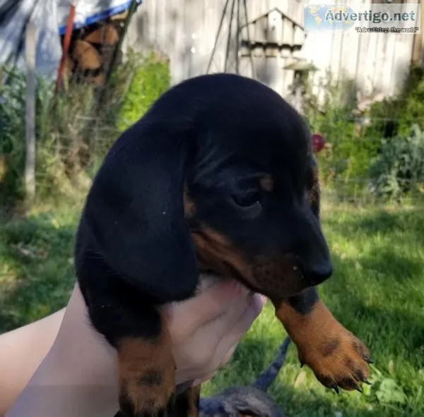 Dachshund Puppies