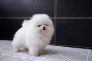 Super Adorable Pomeranian