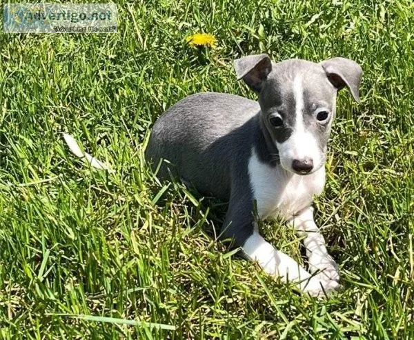 Italian Greyhound Pups Ready Now