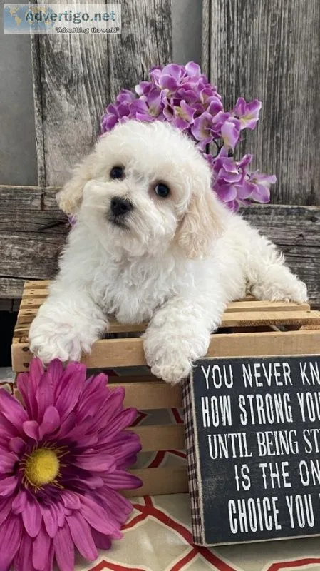 Bichon Frise Puppies - READY TO LEAVE 19th MAY
