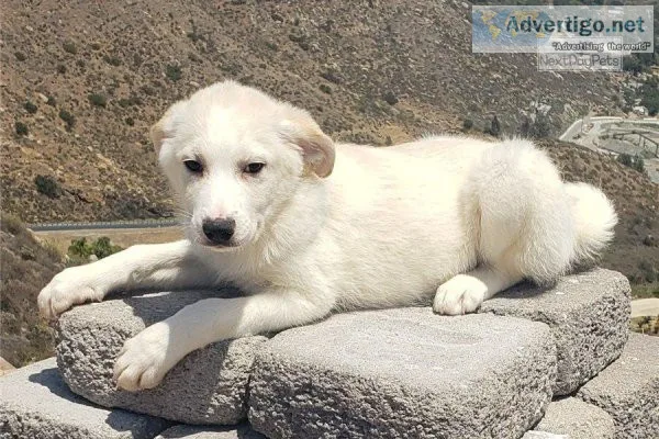Great Pyrenees Pups Ready and Available Now