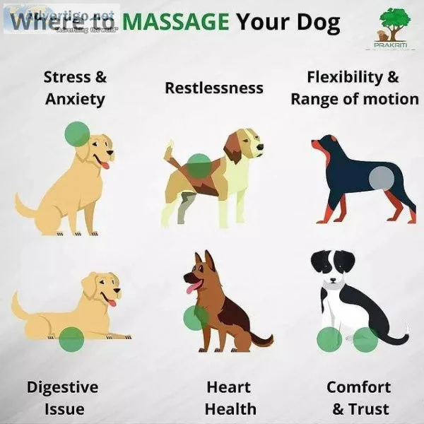 How To Train Your Dog At Home