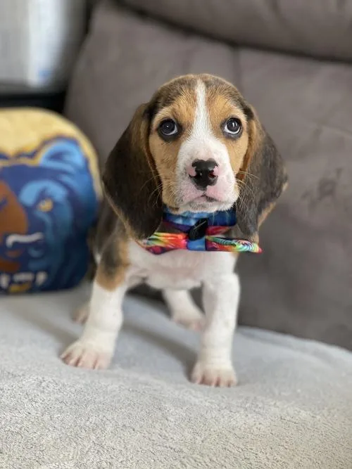 Gorgeous Chunky Beagle puppies