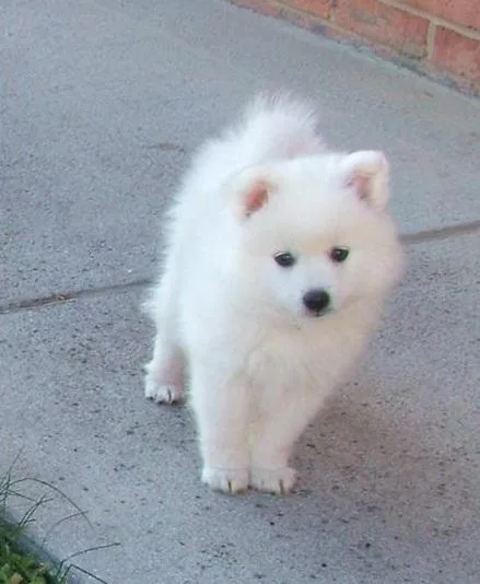 Japanese Spitz Pups Ready
