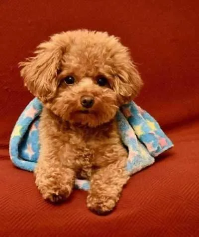 poodle puppies for sale
