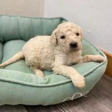 Adorable Golden Doddle Puppy