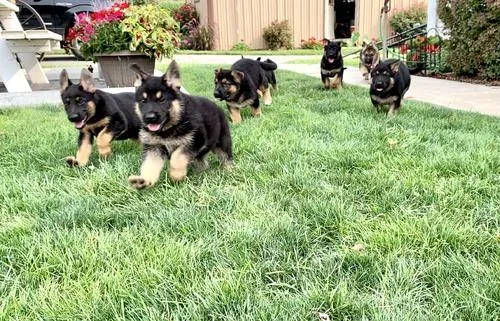 FINAL REDUCTION German Shepherd Puppies