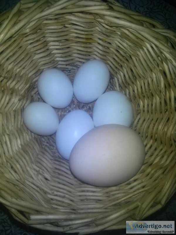 Peahen egg and chicken eggs