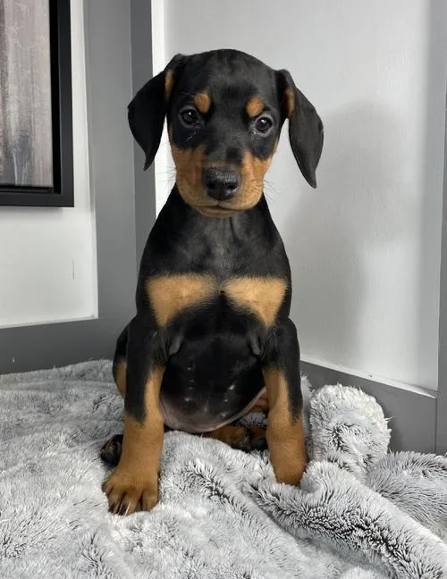 Doberman Puppies AKc Registered BlackBrown Tan