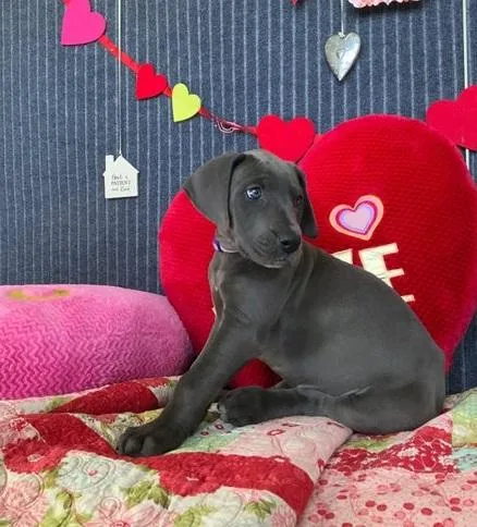 Great Dane Puppies For Good Homes Now