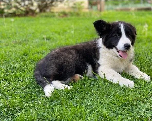Charming Border Collie Puppies For Sale