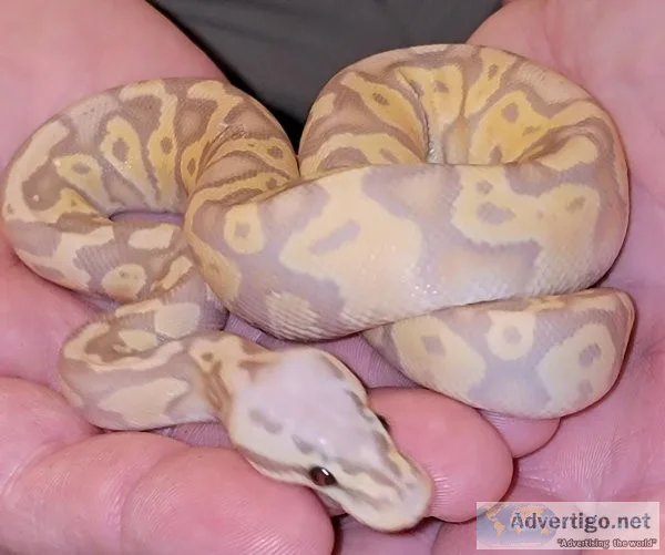 Super pastel banana het clown Ball python