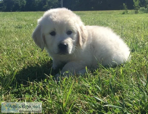 F1B Mini Goldendoodles