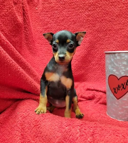 AKC registered Miniature Pinscher puppies