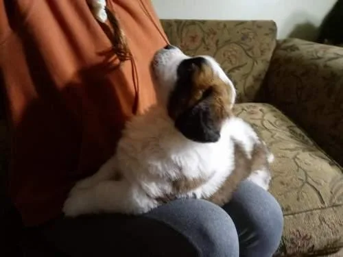 clean Saint Bernards