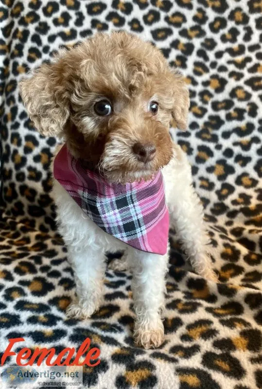 34 toy poodle 14 jack russell puppies