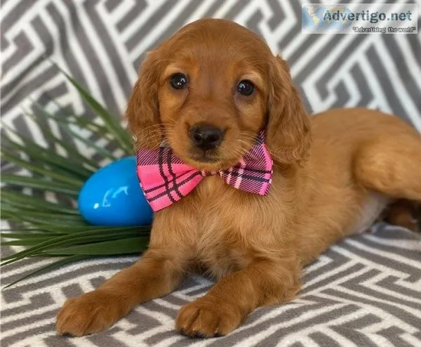 AKC Stunning Red Irish Setter Puppies